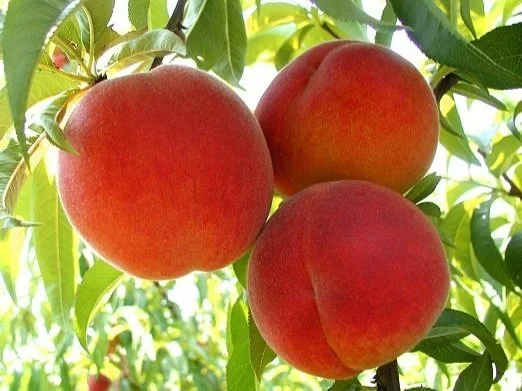 Peach Tree, Peach Varieties — Burchell Nursery